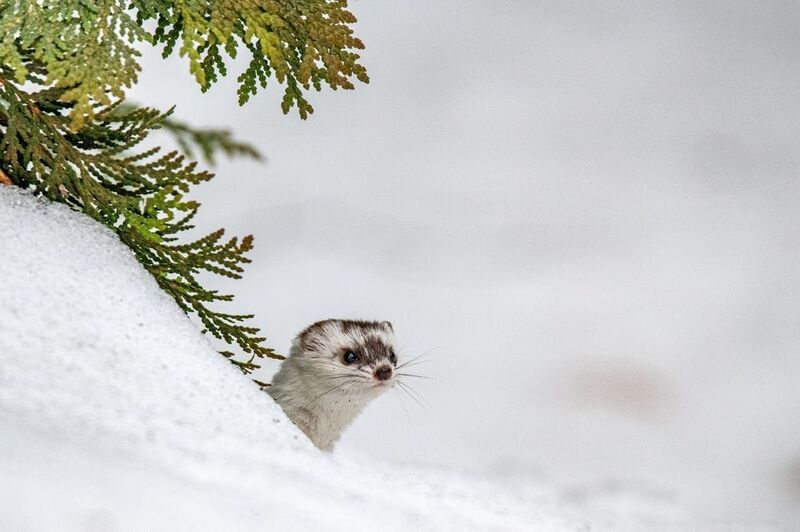 Рики-Тики-Тави фото превью