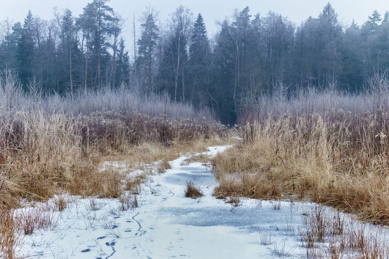лес, зима, снег В зимнем лесу фото превью