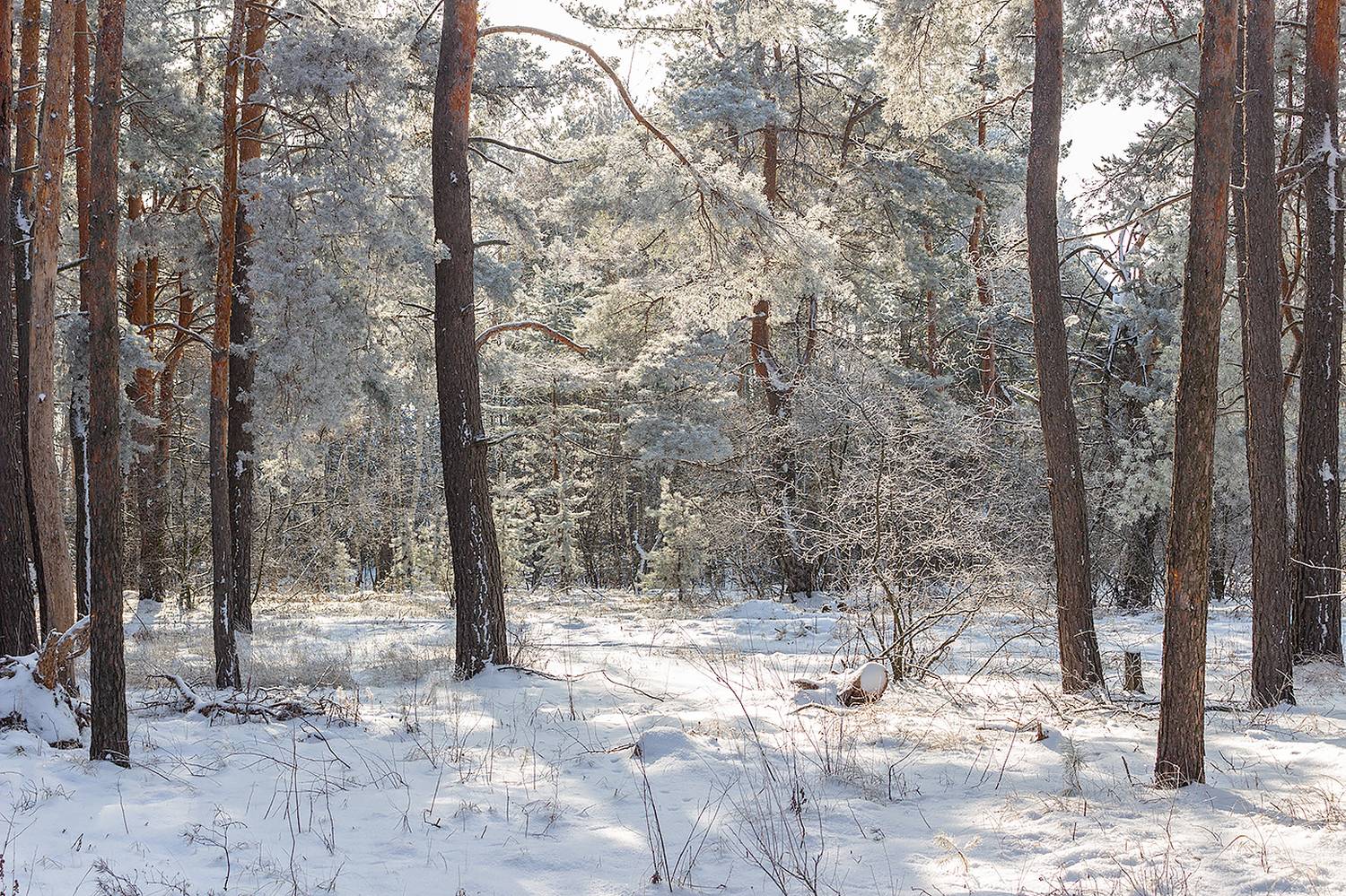 лес, деревья, зима, иней, природа, Востриков Руслан