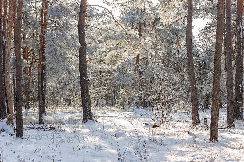 лес, деревья, зима, иней, природа  фото превью