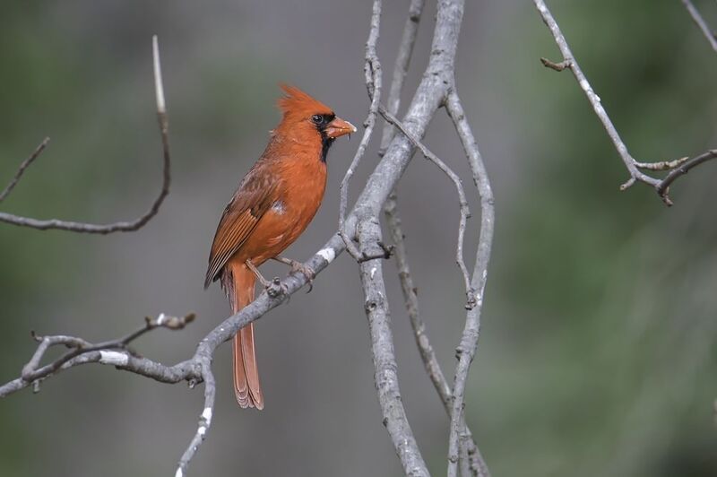 Male Northern Cardinal....Сидящий, самец северного кардинала фото превью