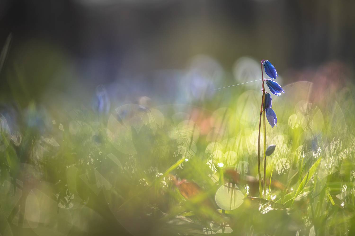 пролеска, первоцвет, апрель, весна, свет, цвет, россия, воронеж, геннадий мещеряков, nikon d 850, carl zeiss makro-planar t* 100mm f/2 zf.2, Мещеряков Геннадий