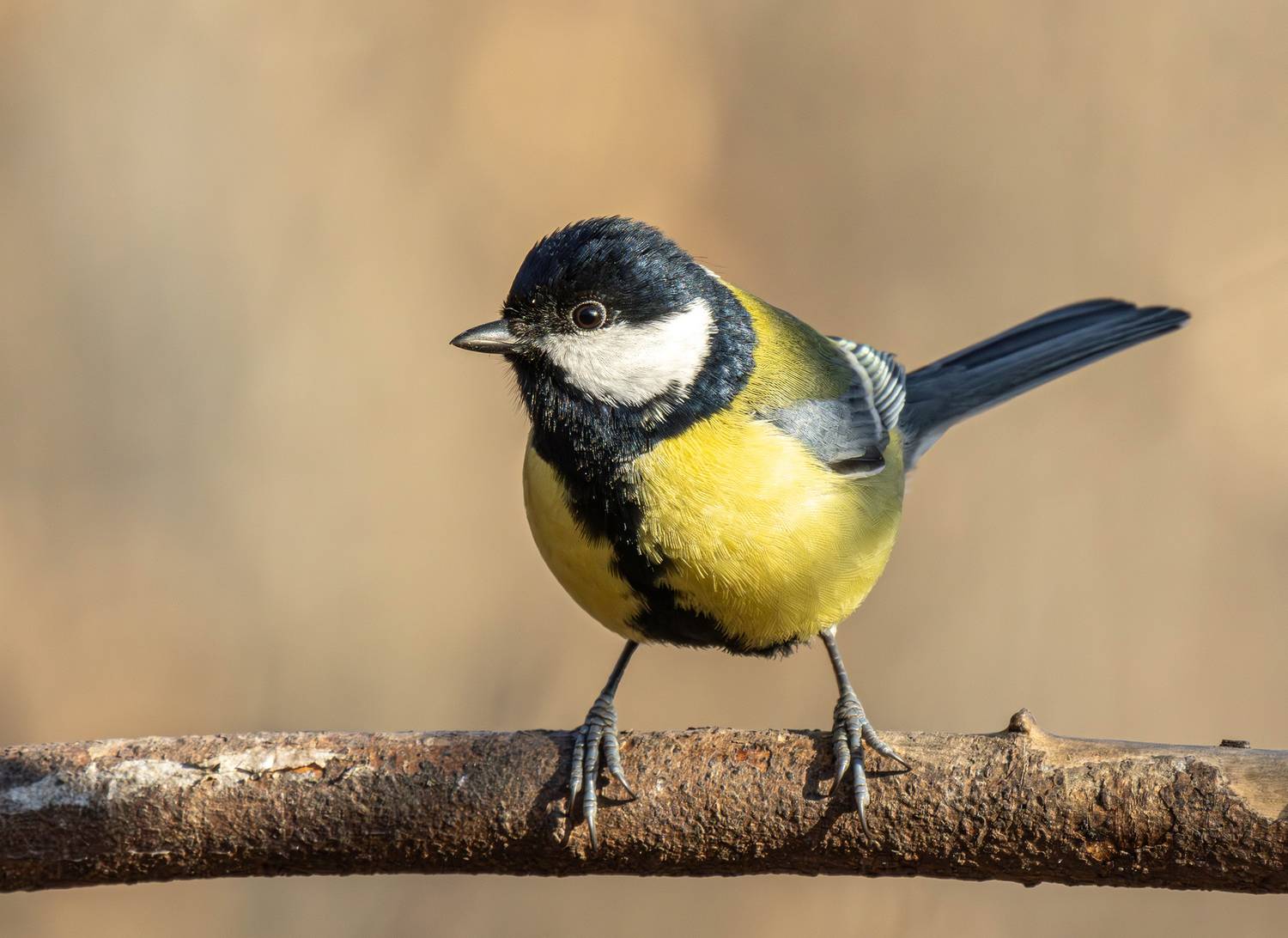 , Волынский Виктор