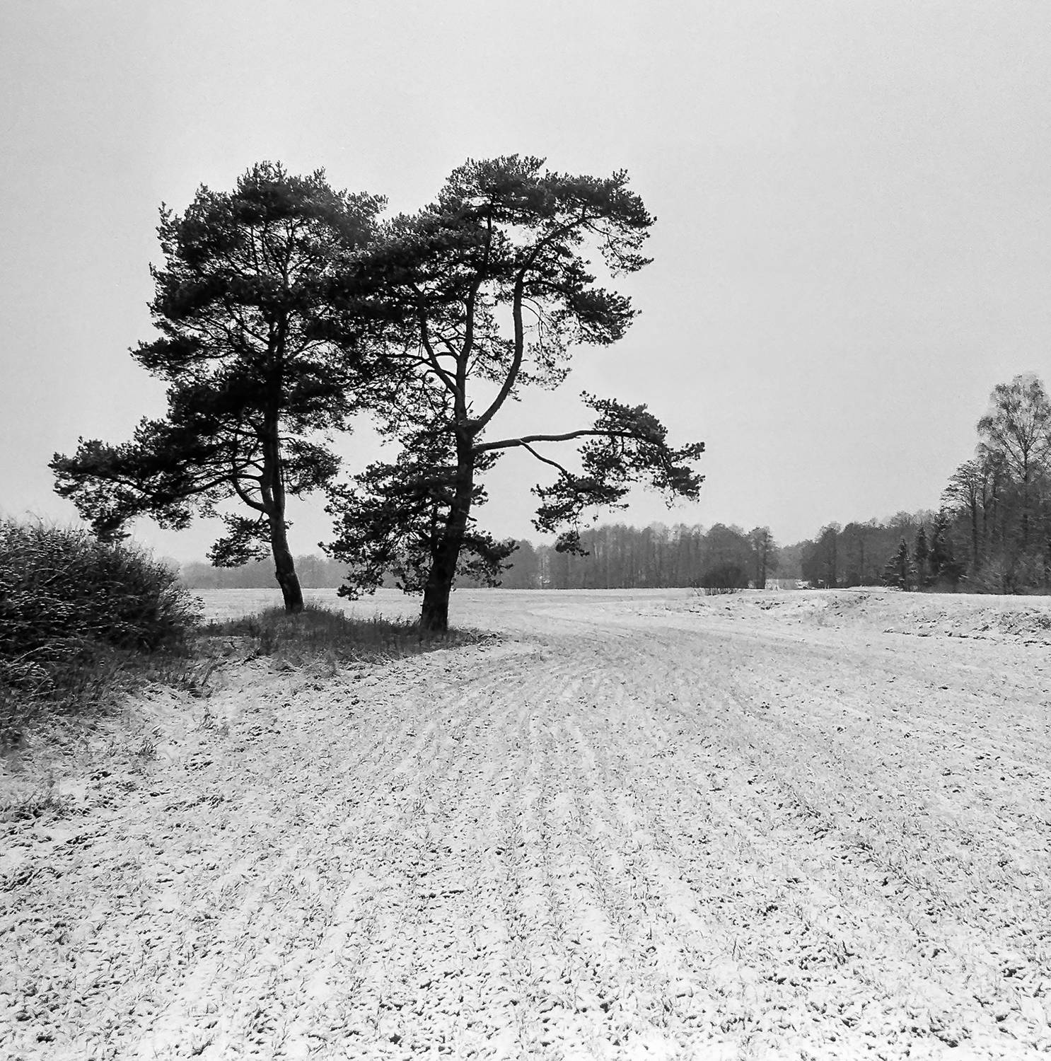 пейзаж, зима, пленка, ч/б,  Sixten (Сергей)