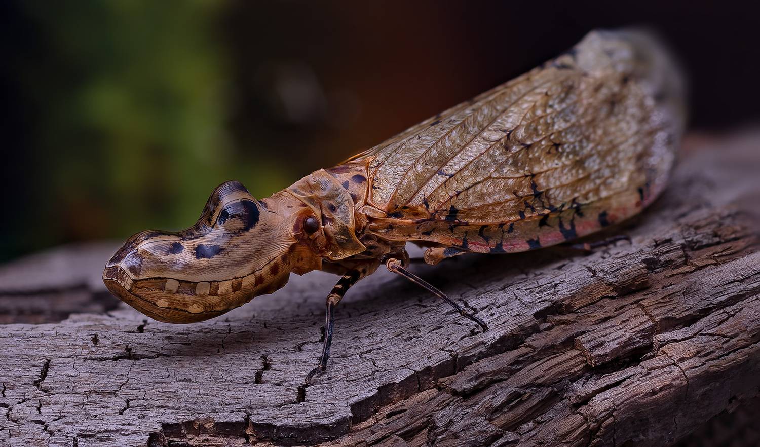 hemiptera, fulgora laternaria, суринамская фонарница, Eugenijus Kavaliauskas