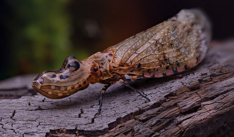 hemiptera, fulgora laternaria, суринамская фонарница Фонарница фото превью