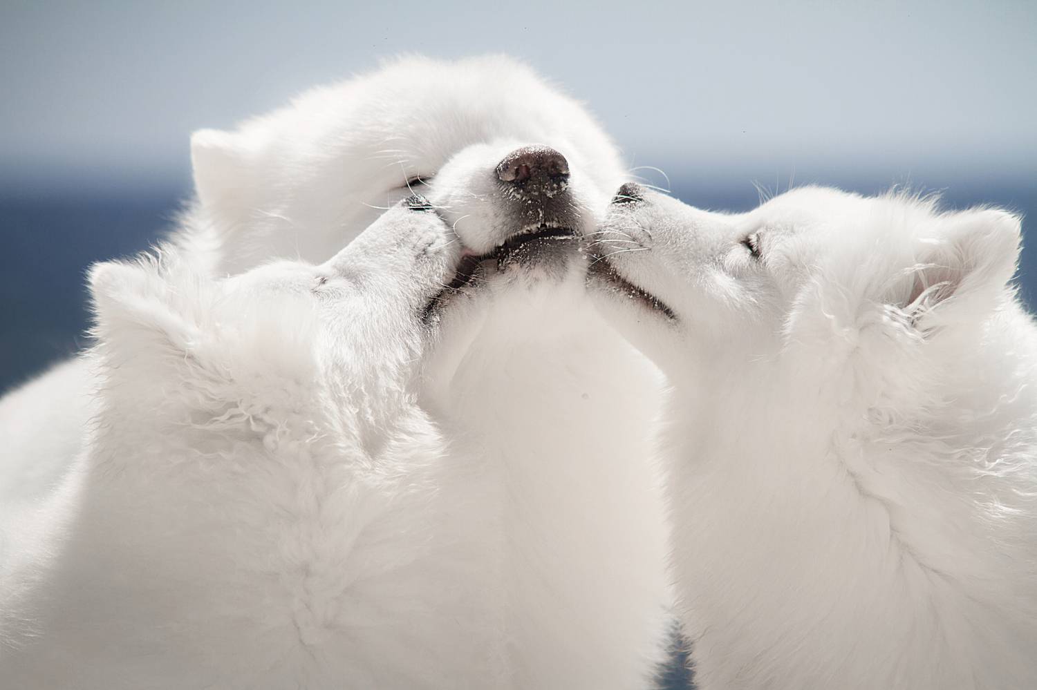Photography,dogs,pets,summer,beach,blue,sky,samoyed,white,monochrome,kiss,love,outdoor,nature, Alexandre Marques