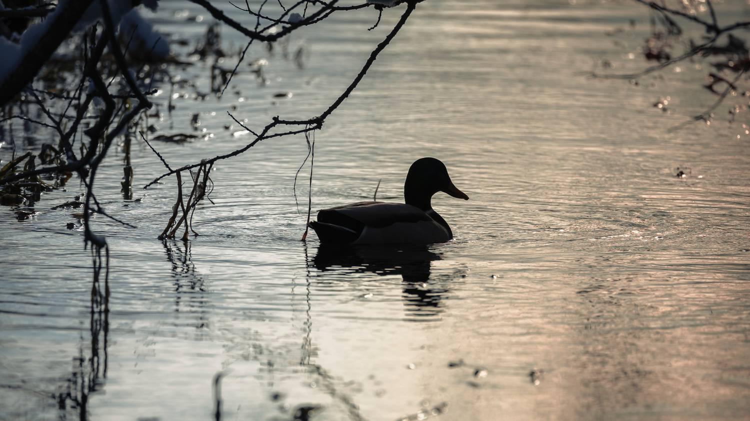 птицы, вечер, золотой час, соболево, утки, в тени, Goiiiguk Vladimir