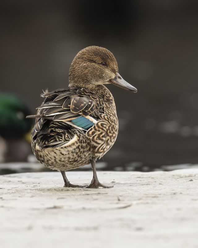 чирок-свистунок, утка, птицы, чирок, свистунок Чирок-свистунок фото превью