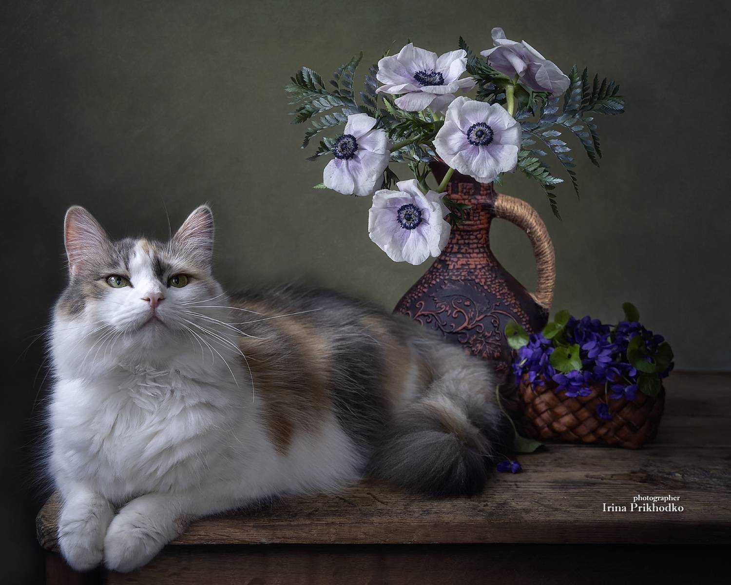 натюрморт, цветы, анемоны, фиалки, кошка, колор пойнт, домашние животные, Приходько Ирина