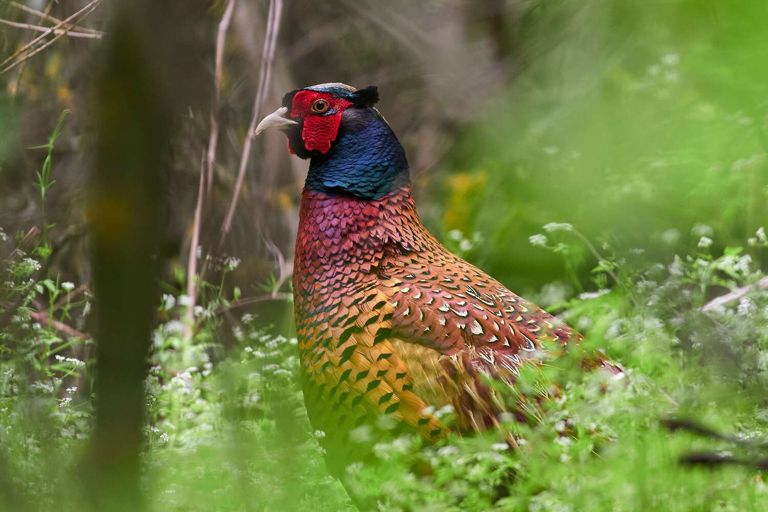 bird, birds, volgograd, russia, wildlife, , Павел Сторчилов