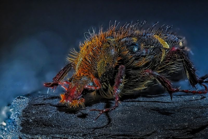 Бронзовка мохнатая, продолжение.... фото превью