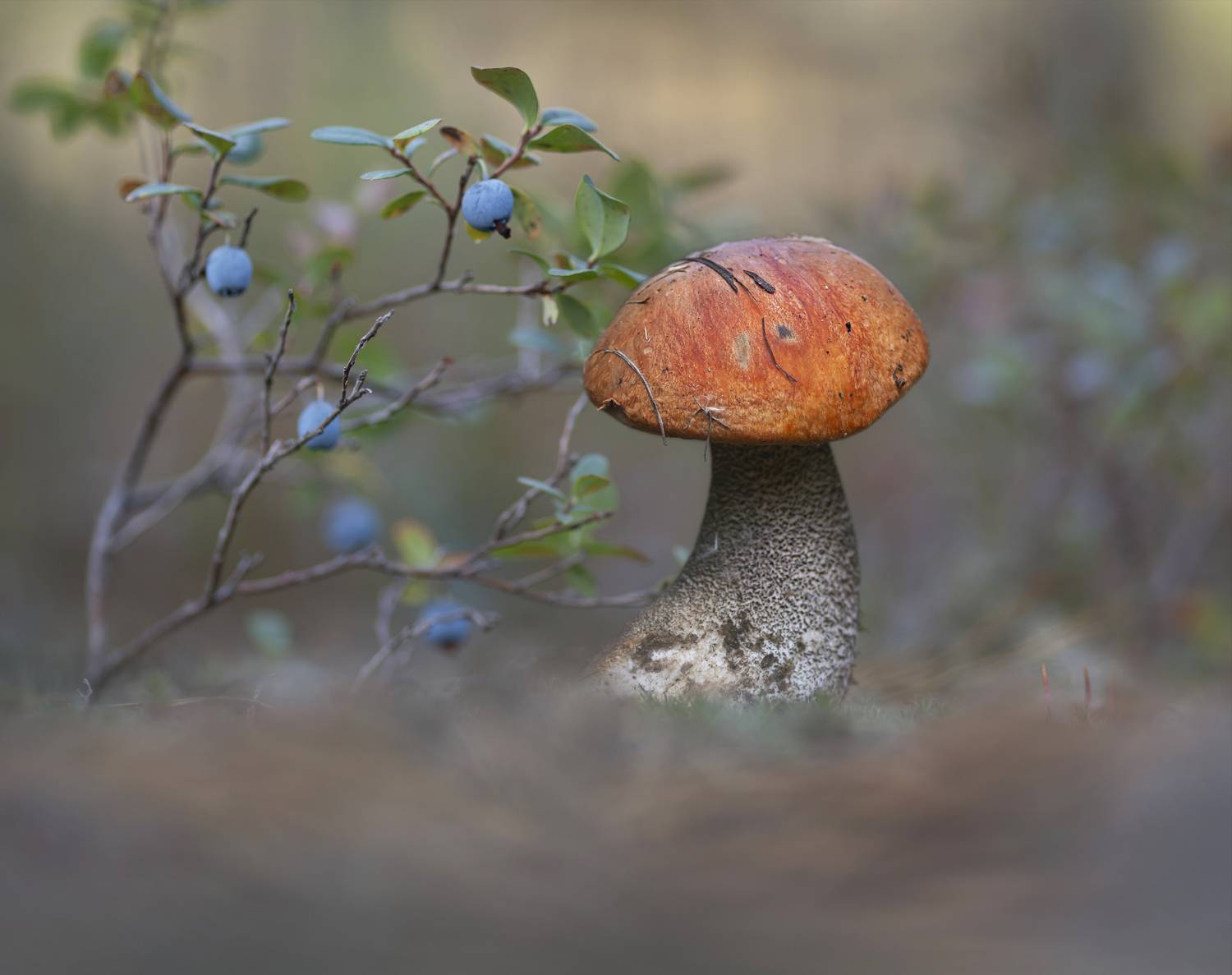голубика, подосиновик, беларусь, Александр Гвоздь