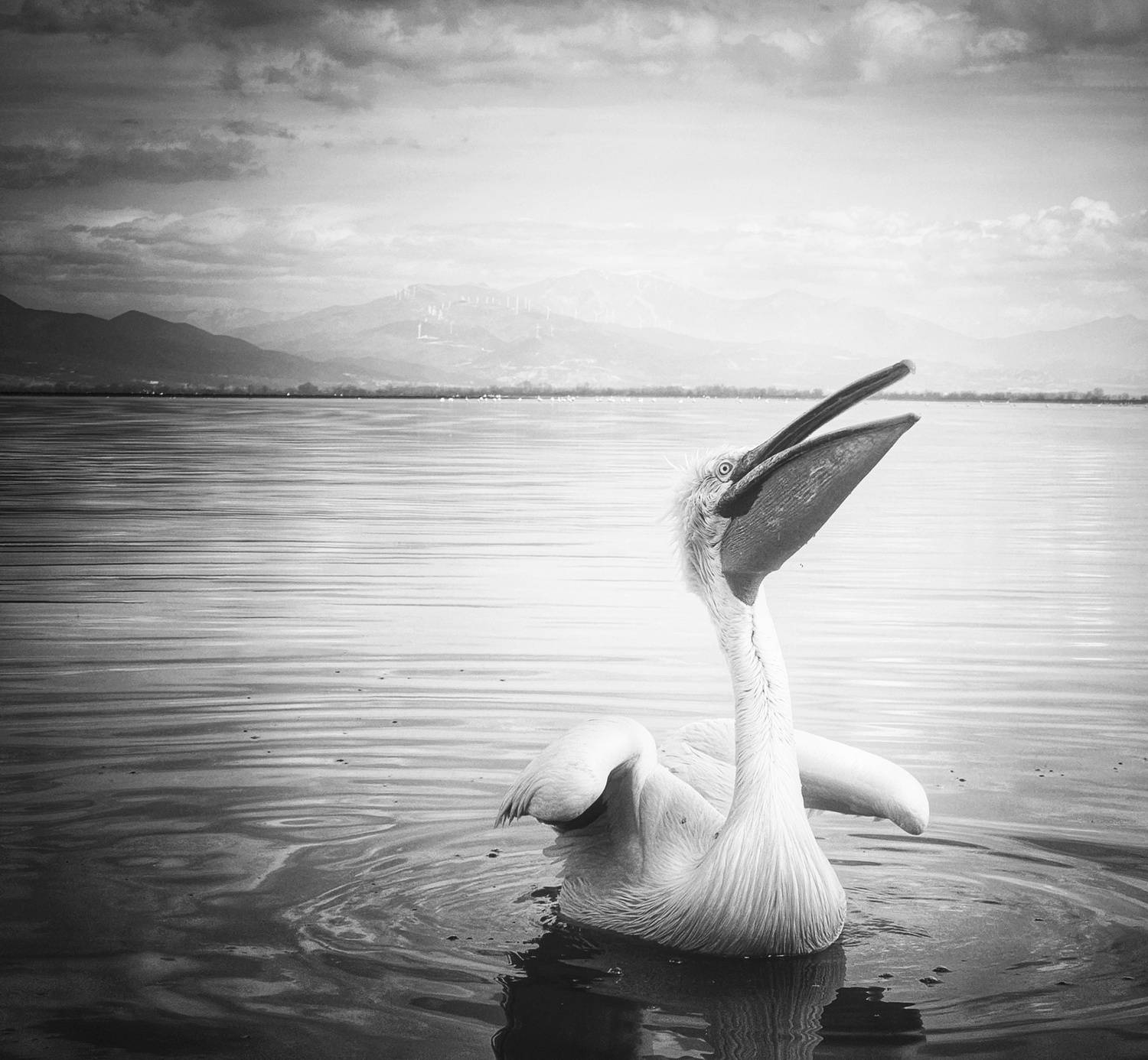 , Герчев Николай