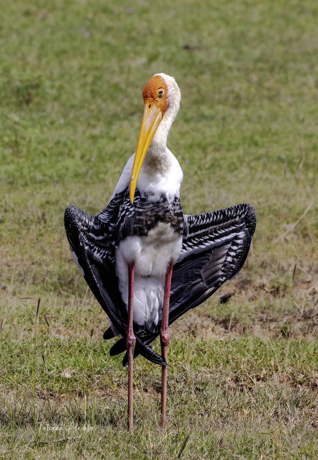 , Татьяна Алешка