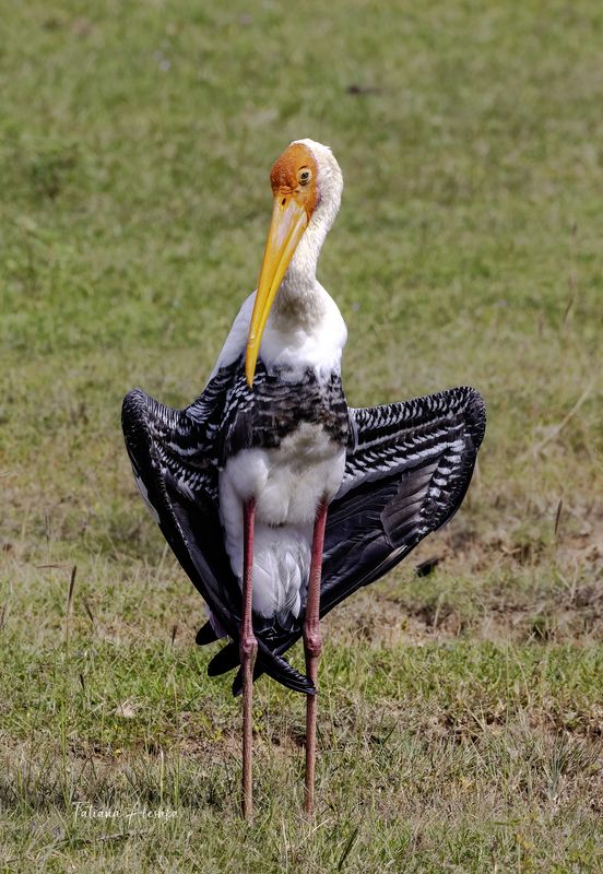 Индийский клювач (Painted stork) фото превью