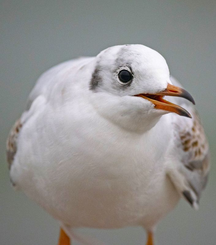 чайка птицы Портрет чайки фото превью