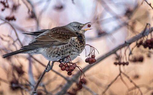 Дрозд рябинник. (4 ФОТО)