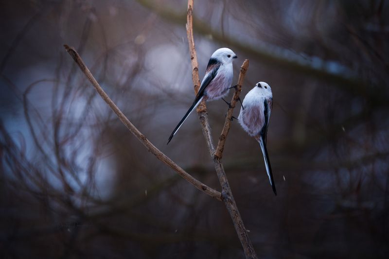 природа, лес, поля, огороды, животные, птицы, макро Сплетницы-подружки фото превью
