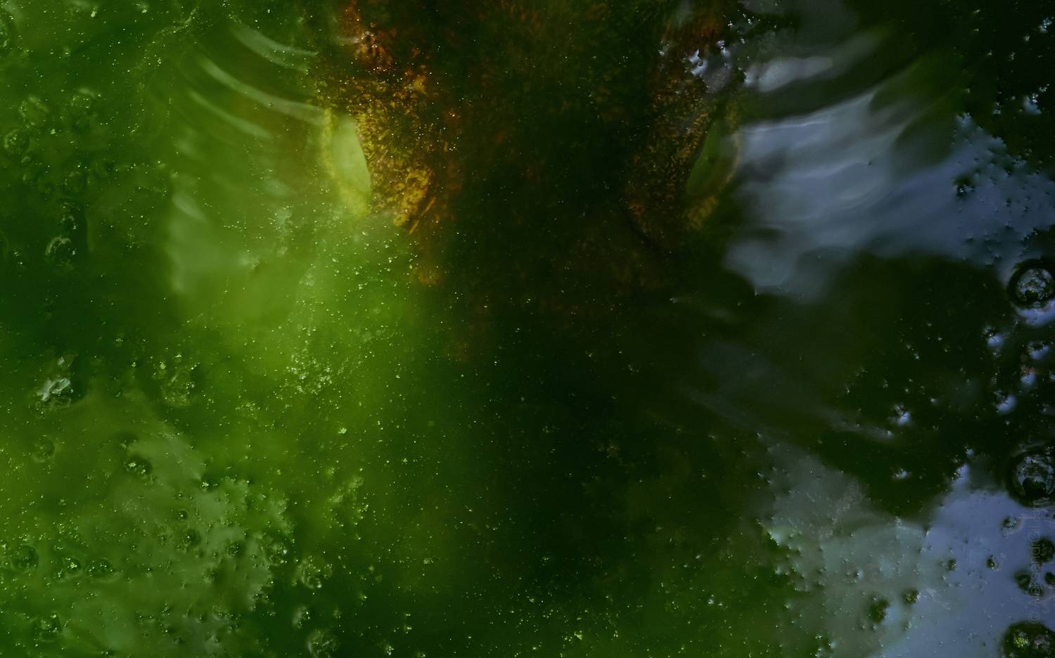 Крокодил, crocodile, Гиль Александр