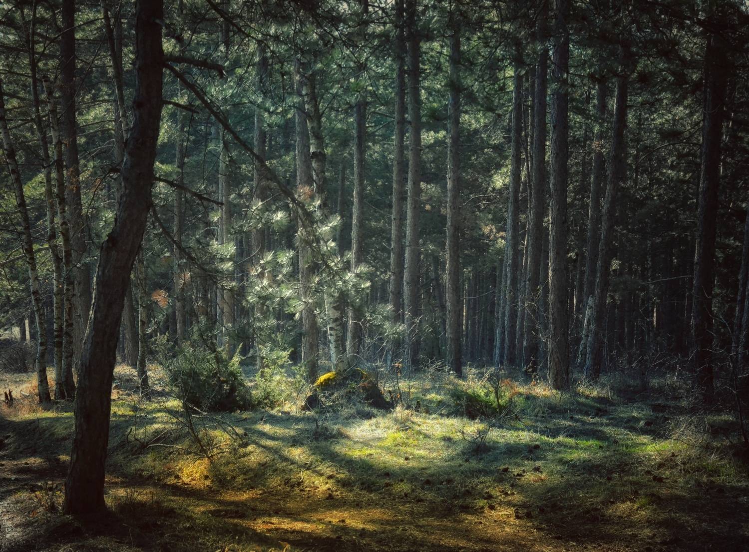 , Юлияна Стоянова