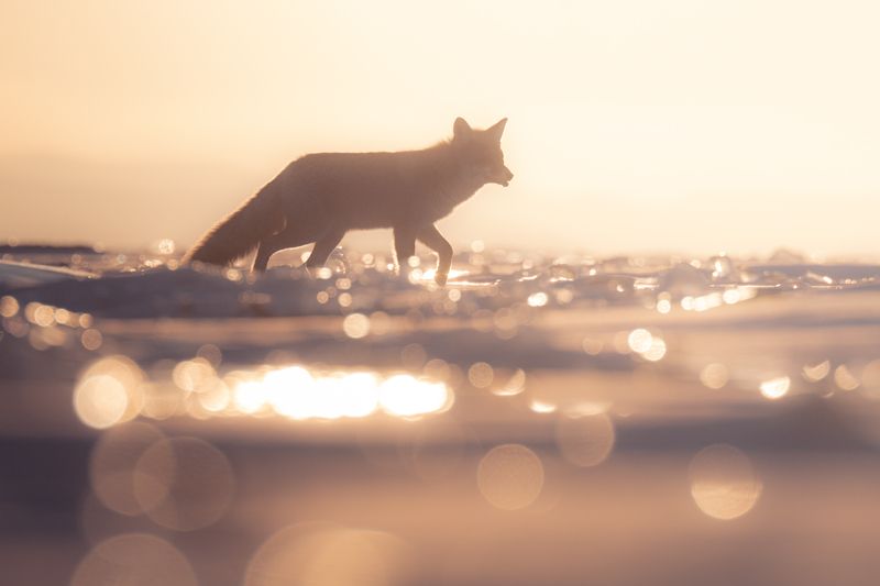 Байкальский лис фото превью