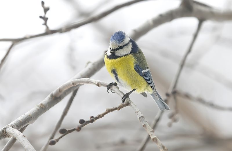 птицы, лазоревка, синицы, зима Лазоревка за окном фото превью