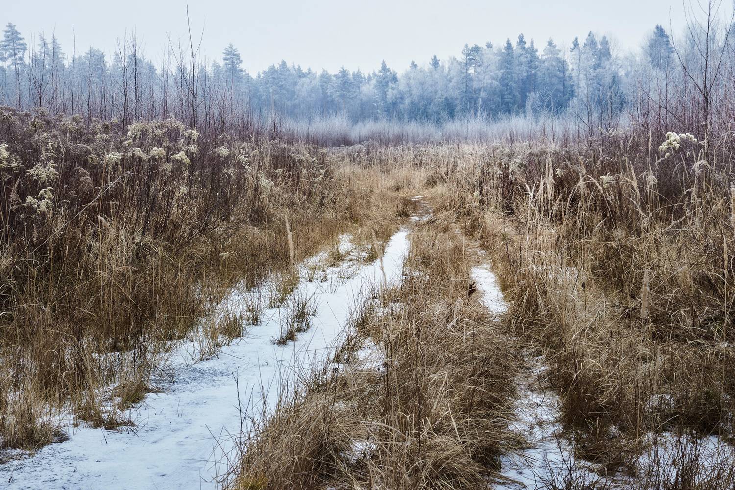лес, зима, снег, Валерий Вождаев