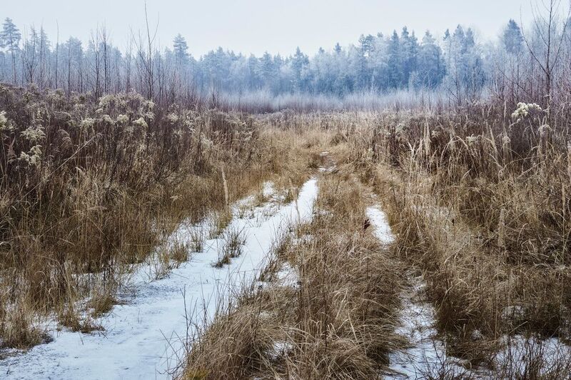лес, зима, снег В зимнем лесу фото превью