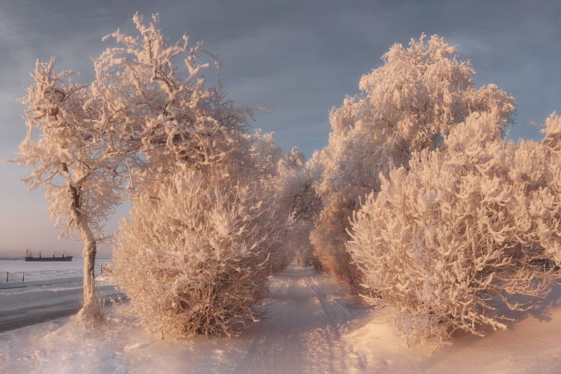панорама, зима, иней, мороз, снег, деревья, кусты, аллея, дорожка, город, архангельск Закуталась в иней аллея фото превью