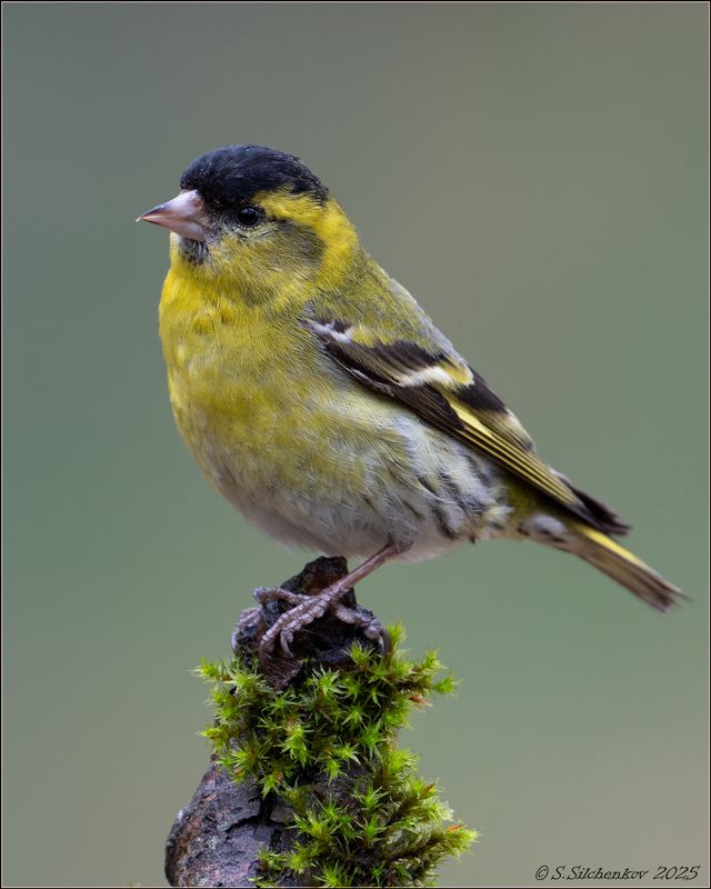 Просто - Чижик фото превью