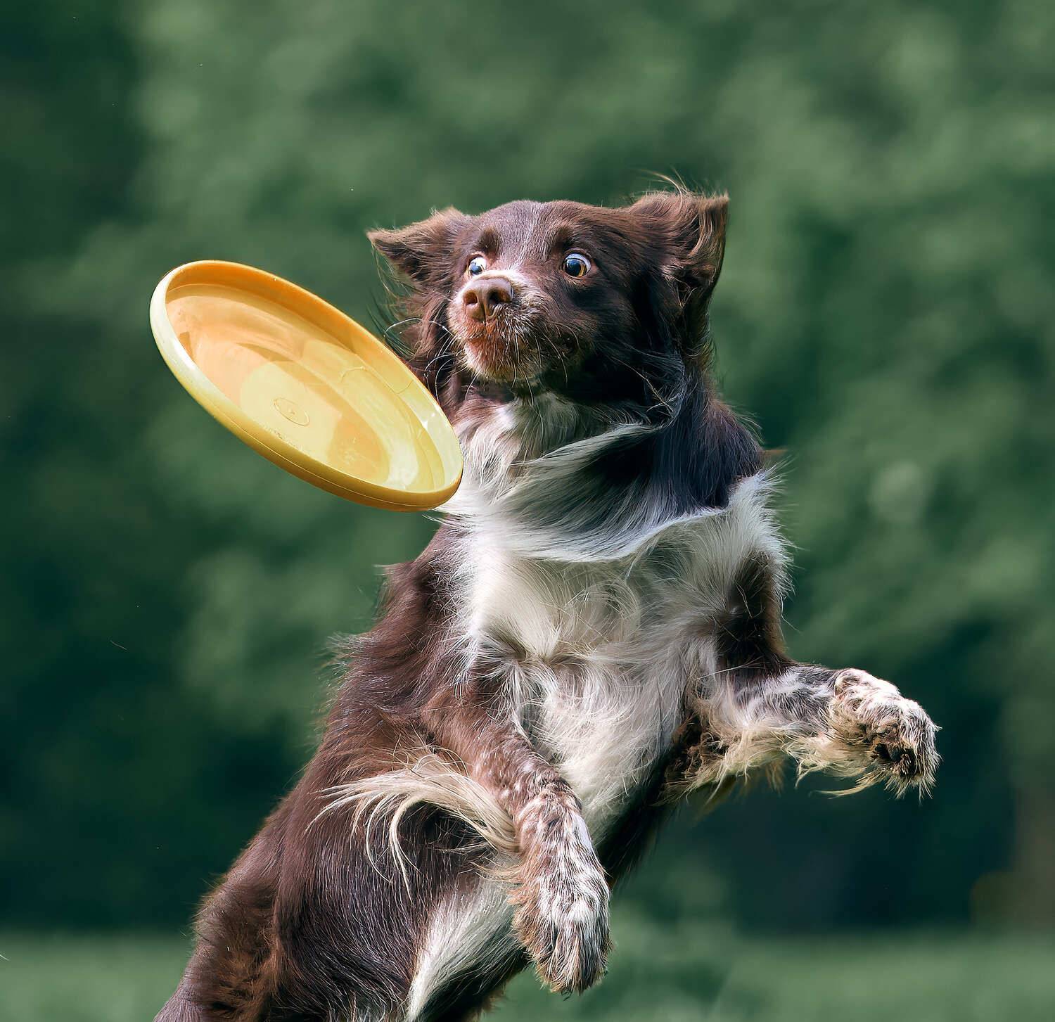 Собака фрисби, Mikhail Khmelevskiy