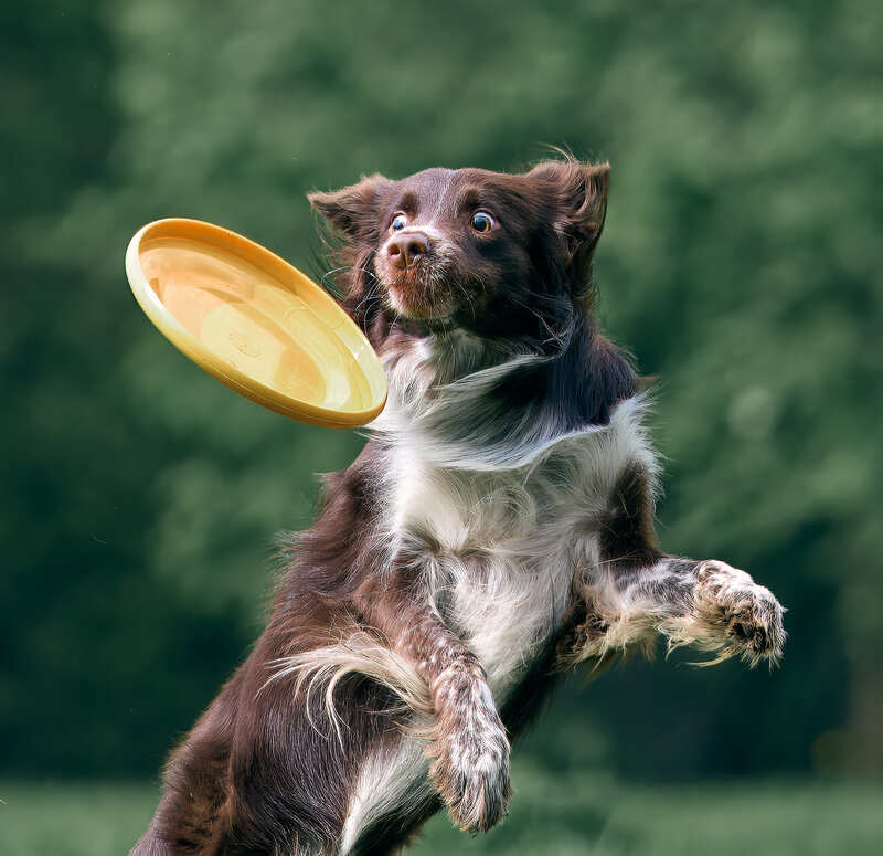 Собака фрисби Застывший в полете фото превью