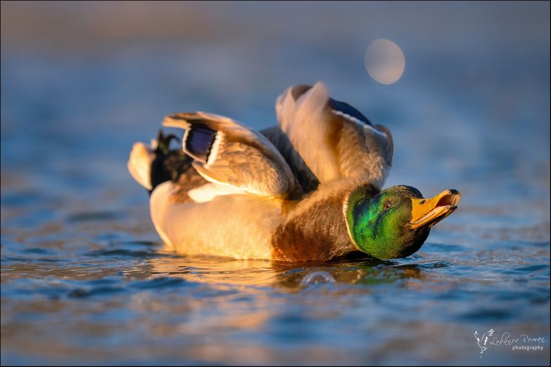 * * * фото превью