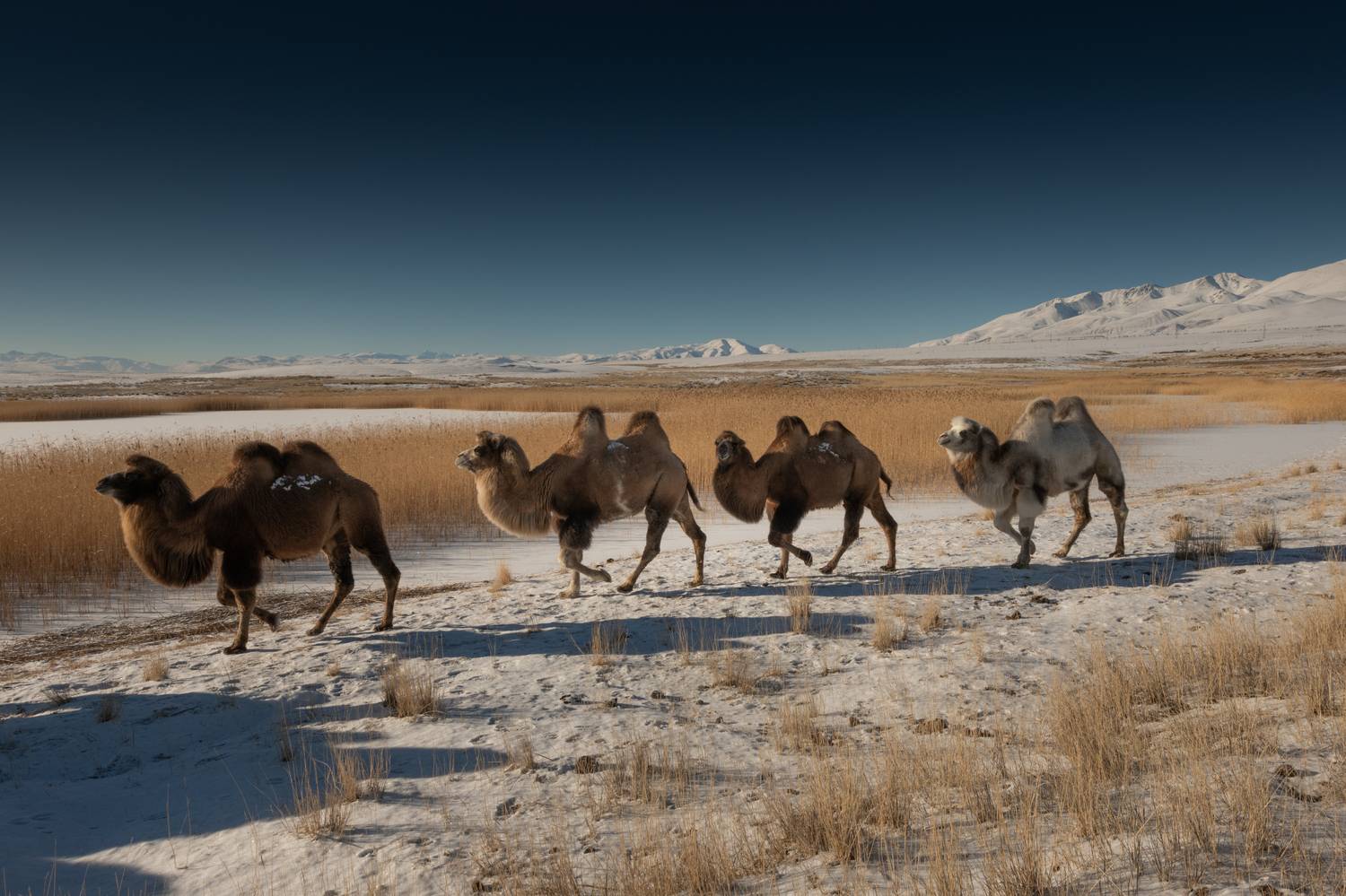 , Абрамов Денис