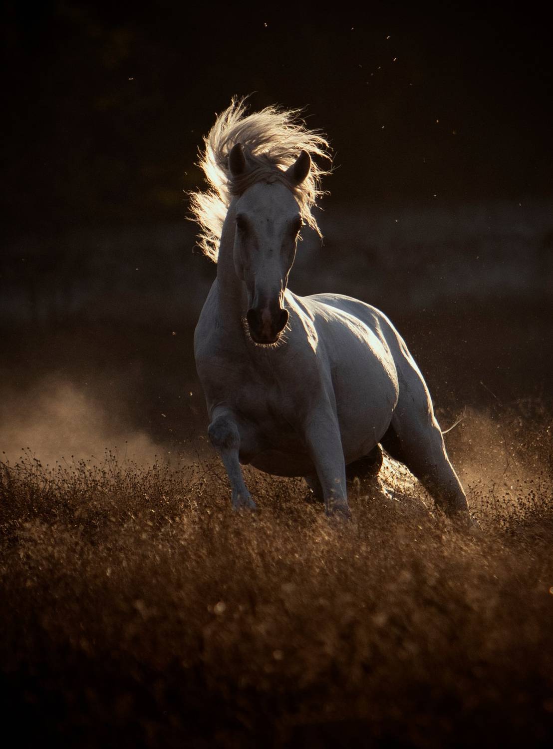 photography,wild,horse,equine,lusitano,backlight,motion,action,animal,outdoor,natural,light, Alexandre Marques