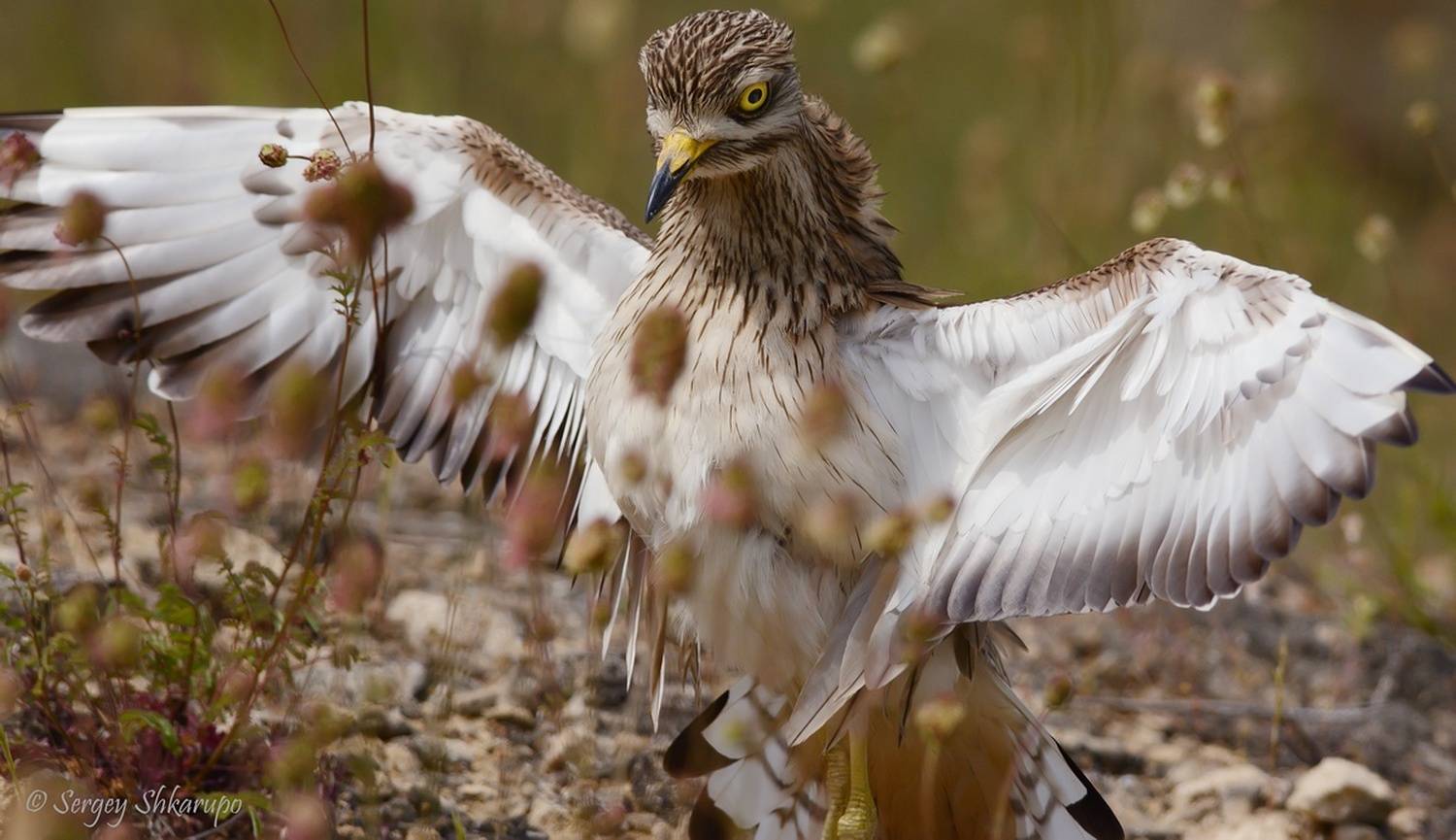 Авдотка, Сергей Шкарупо