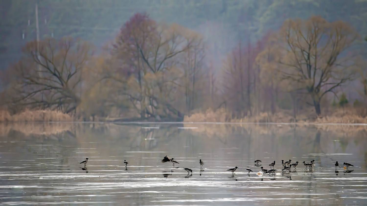 , Людмила Железнова