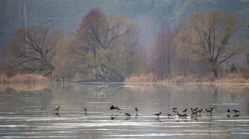 Пейзаж с воронами фото превью