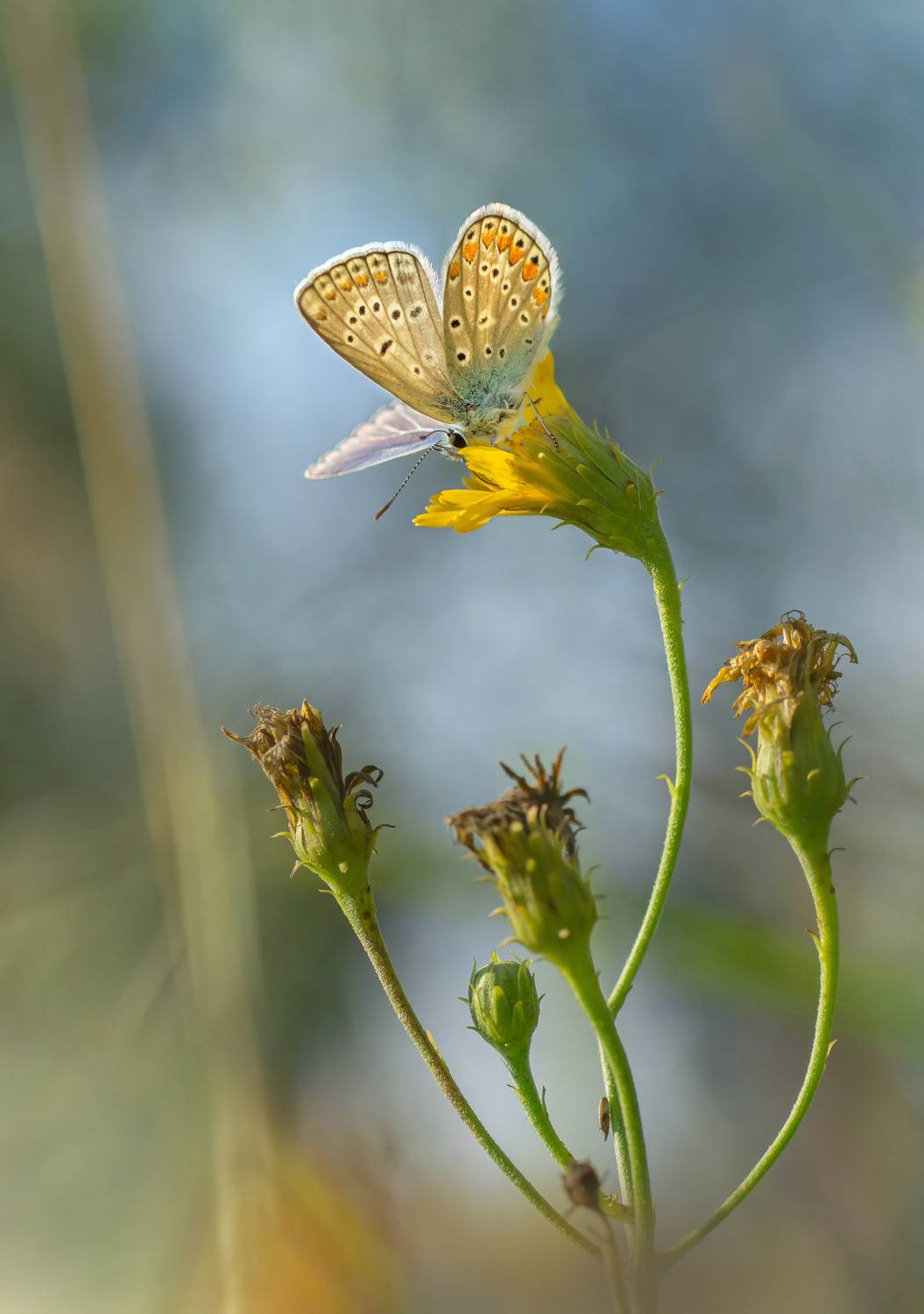 , Чепленко Алексей
