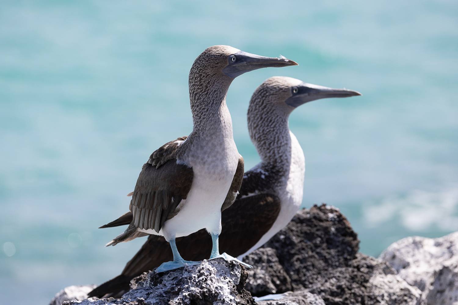 , Лозицкий Александр