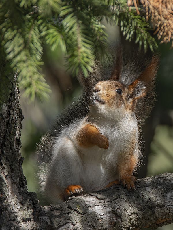 Выбражуля фото превью