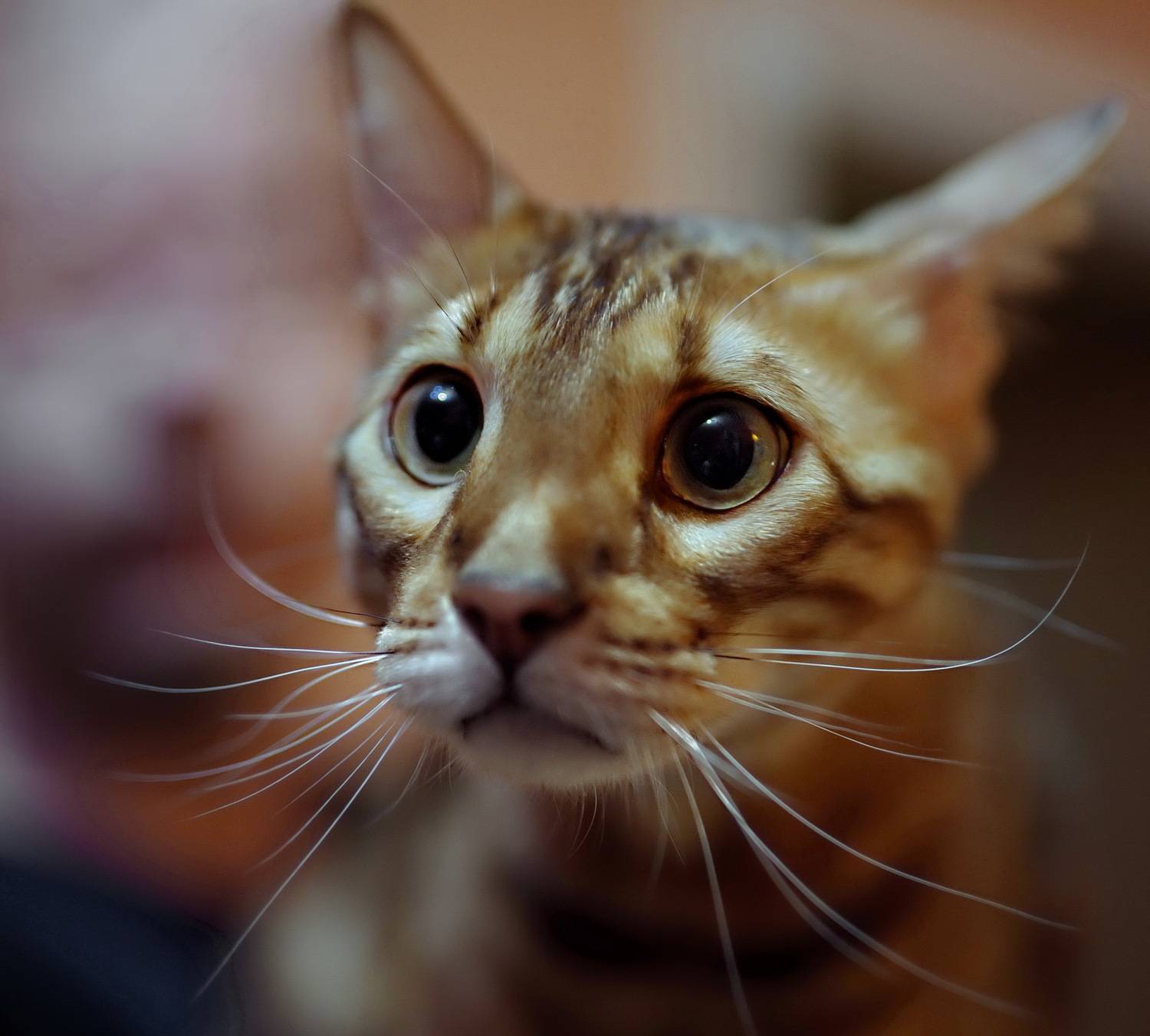 , Лидия Ушакова