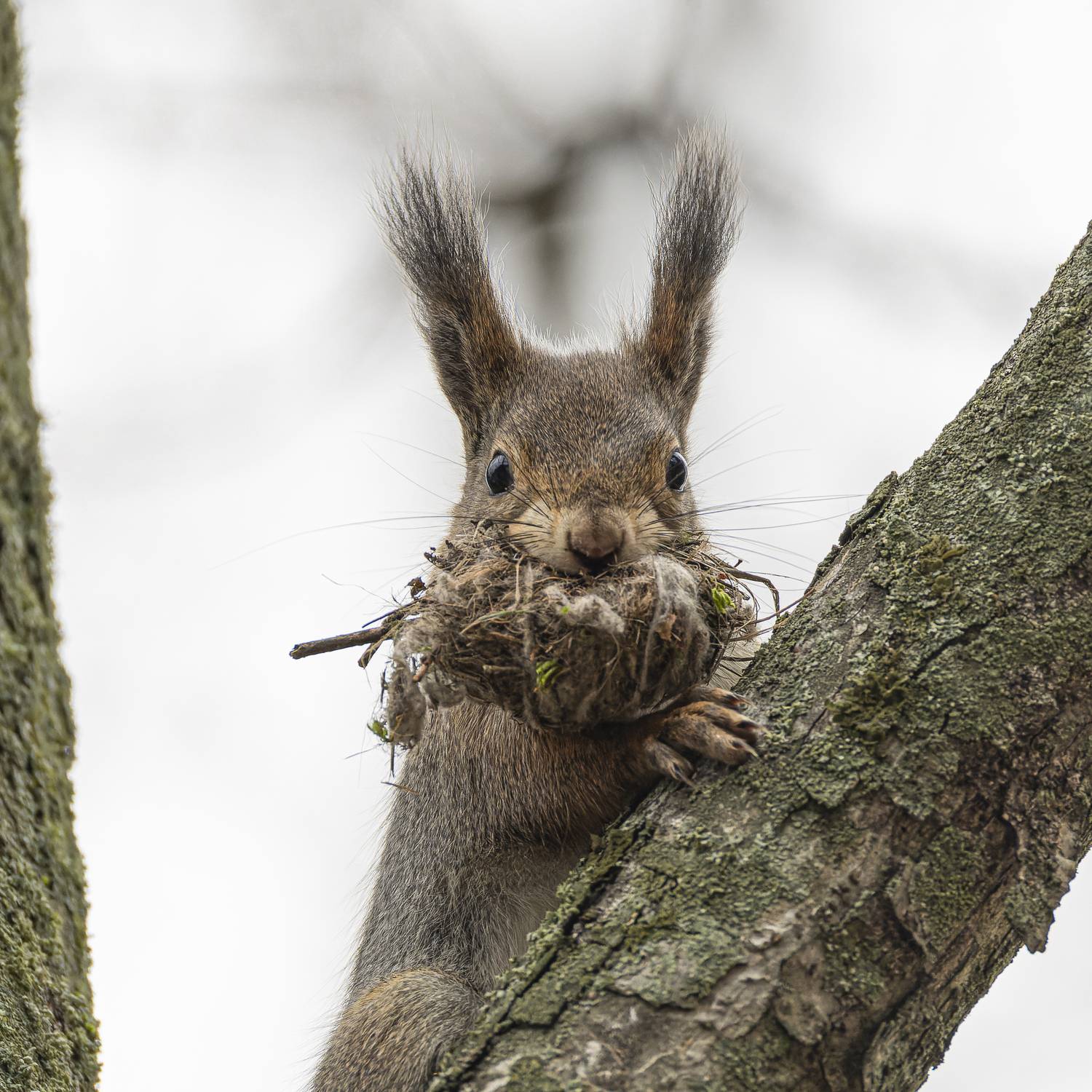 белка, белочка, новоселье, переезд, Руслан Pl