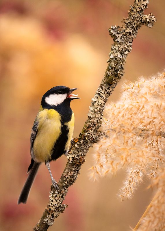 Titmouse фото превью