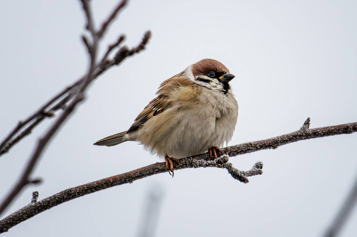 , Морозов Сергей
