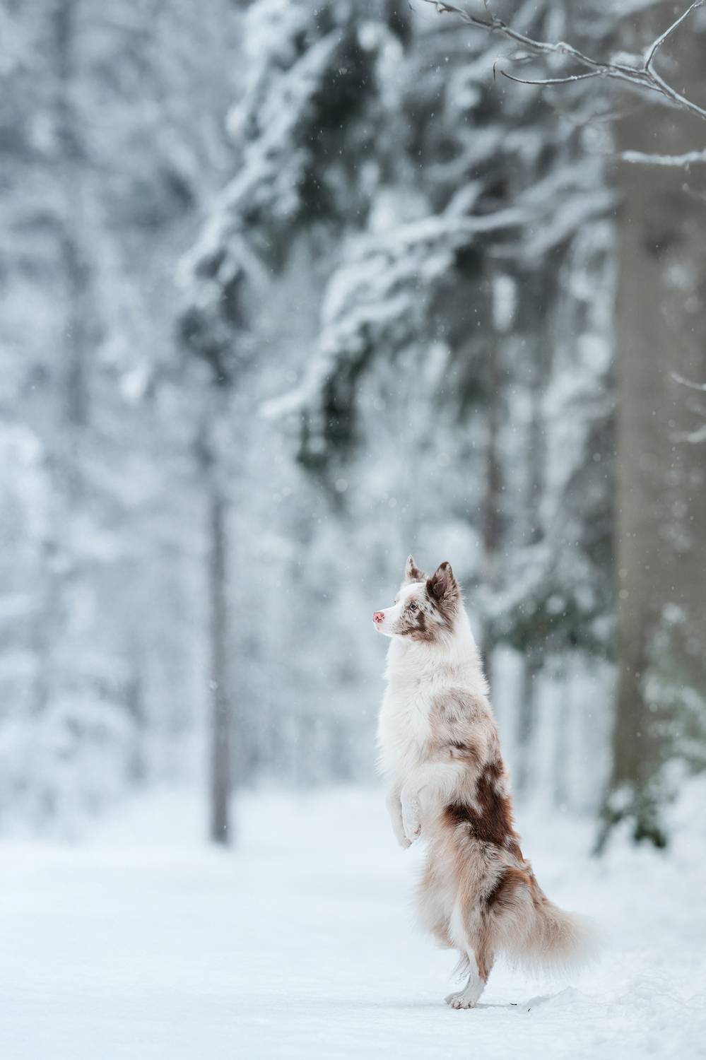 , Мороз Ирина