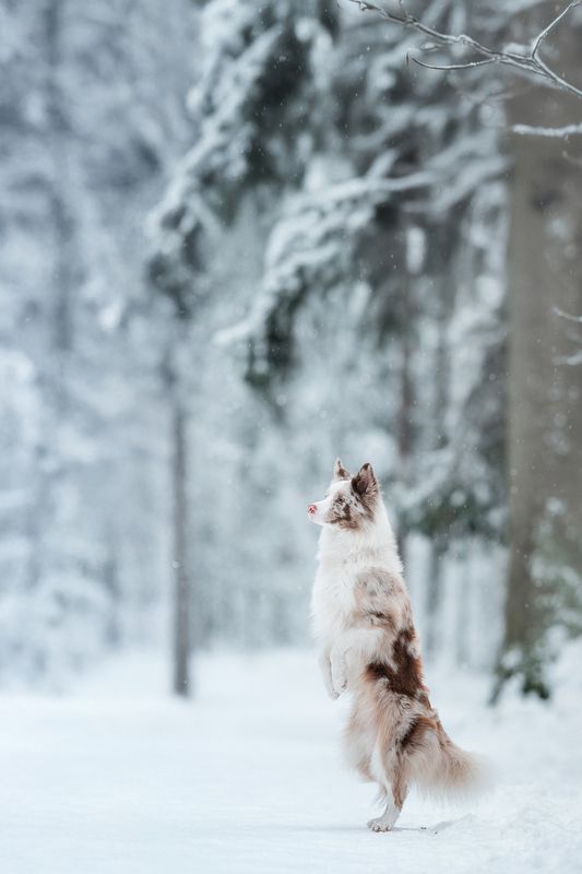 Оскар фото превью
