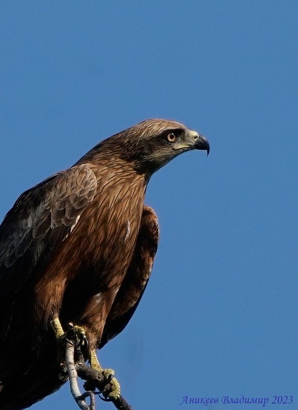 Хозяин неба фото превью