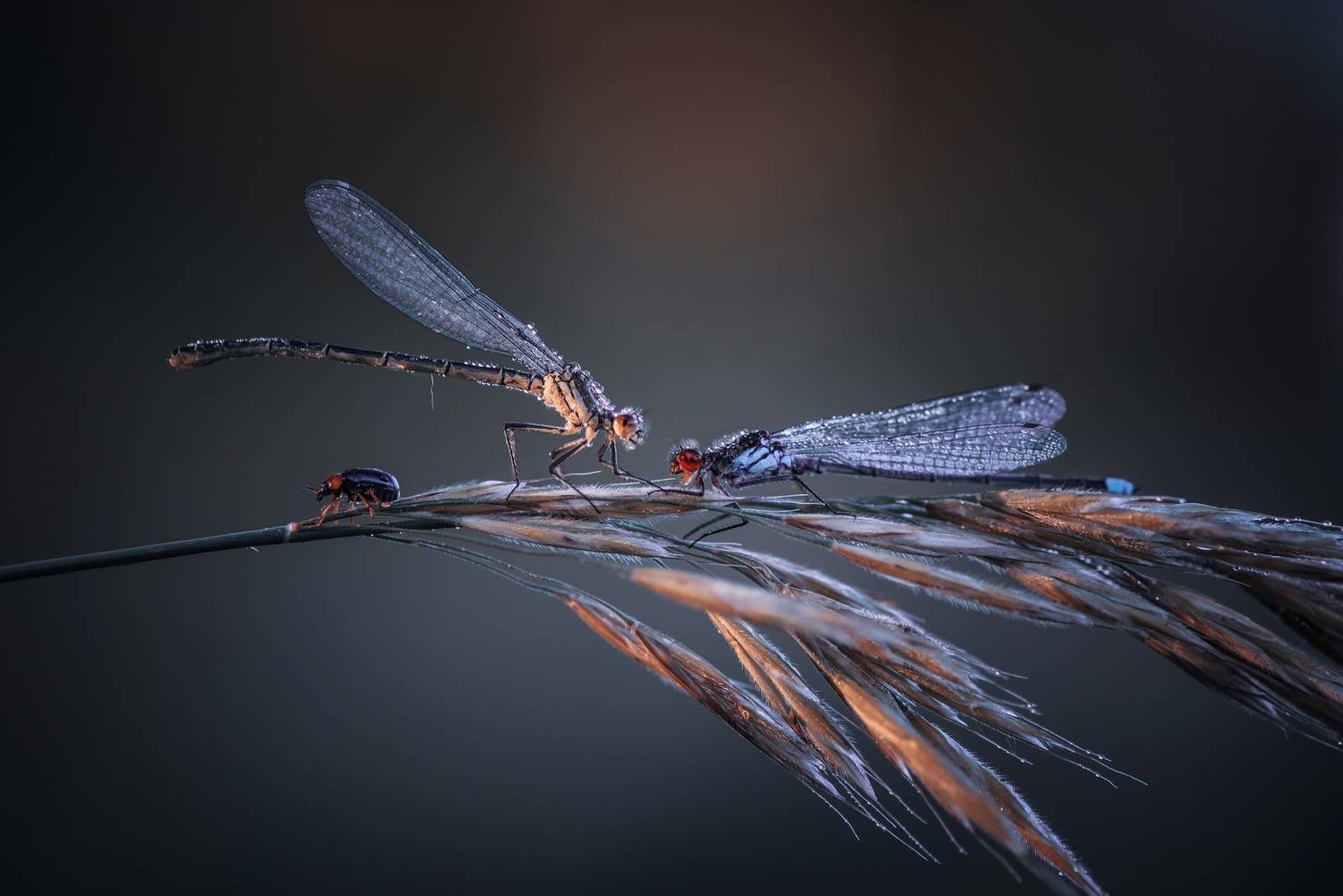 , Лапшина Владлена